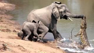 The moment a brave elephant mum shakes a vicious crocodile off her trunk   YouTube