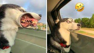 Normal dogs vs Huskies FUNNIEST Huskies  10 Minutes Best Videos  Part 3