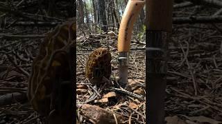 Everyone’s Favorite Spring Foraging Game Is that a morel???