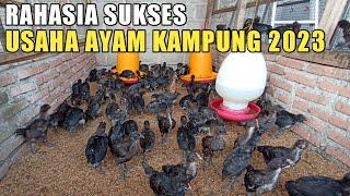 CARA SUKSES USAHA AYAM KAMPUNG DI TAHUN 2023