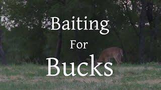 How to use Bait for Mature Bucks