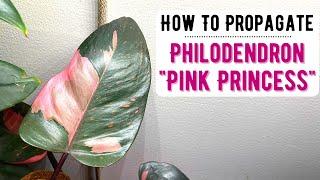 Propagating My Philodendron Pink Princess & Staking It On A Moss Pole