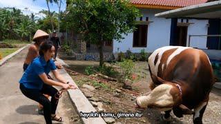 SAPI KABUR WAKTU DIAJAK KELUAR KANDANG  @SetiaFarm