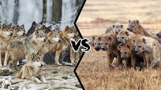 WOLF PACK VS HYENA CLAN - اگر آنها می جنگیدند، چه کسی برنده می شد؟