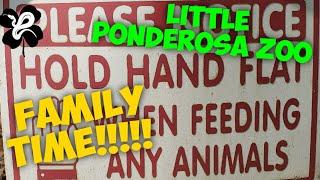 Family Trip to Little Ponderosa Zoo & Rescue Kangaroos Tigers and Goats?