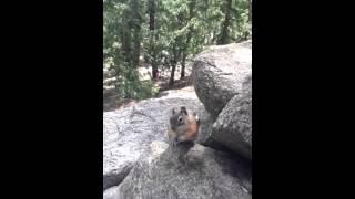 Colorado chipmunks