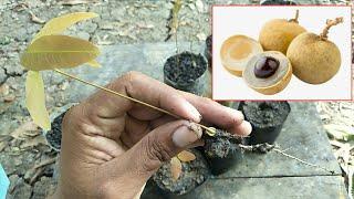 How to grow Longan fast and easy work at home New techniques - my agriculture