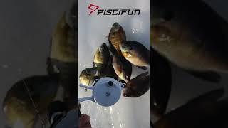 Spinning Reel or Inline Reel? Our Two Favorite Piscifun Reels #shorts #icefishing #fishing2023