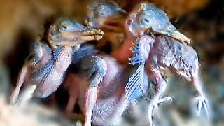 Kingfisher babies are eating baby sparrows @onlybirds107