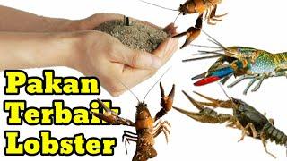 Pakan terbaik Lobster air tawar - Cara cepat molting