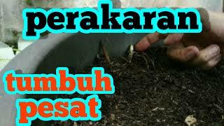 agar akar tanaman cepat tumbuh dan sehat