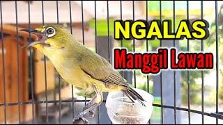 Pleci NGALAS Manggil Lawan