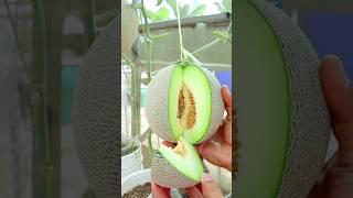 Growing Melon from Seeds to Harvest #melon #v87garden #gardening