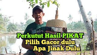 perkutut Hasil pikat pilih gacor apa jinak