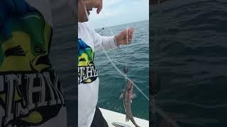 Secret Bait Catches SEA MONSTER