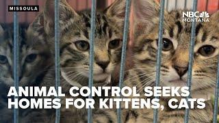 Missoula animal control seeks foster homes for cats kittens