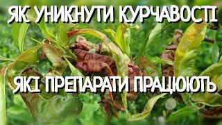 КУРЧАВIСТЬ ПЕРСИКА  ЛIКУВАННЯ КУРЧАВОСТI  СХЕМА ОБРОБIТОК