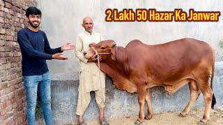 Qurbani Ka Janwar Pasand Aa Gaya  Lakin Mehnga Buhaat Hai  Zohaib Sabir Vlogs 