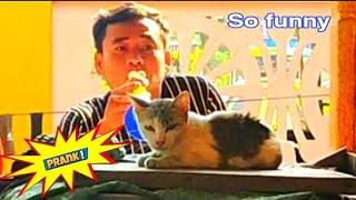 WOW  New Update Trumpet and Cat Prank Try Not to laugh challenge 2021 .