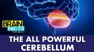 Cerebellum & Chiari Malformation  Brain Facts #shorts