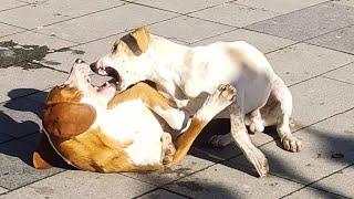 interesting game or fight between 2 dogs - interesting dogs