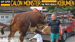 Sapi Super Bakalan Calon Monster Pak Priyo Menuju Kebumen Juragan Empang 