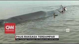 Paus Raksasa Terdampar