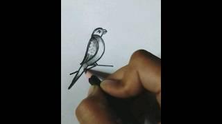 How To Draw Parrot With NumbarParrot Drawing Easy Way #shorts #youtubeshorts