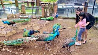 Kasih Makan Burung Merak Banyak Sekali - Peacock di Kebun Binatang
