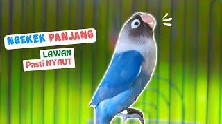 PANCINGAN LOVEBIRD Ngekek Panjang PALING AMPUH LB Bahan Cepat GACOR Ngetik Mantab Ngekek Panjang