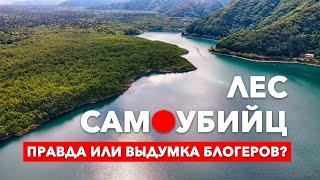 Правда про Лес самоубийц в Японии - Аокигахара  Настоящая Япония