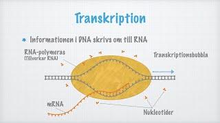 Transkription