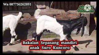 Harga Kambing PE Terbaru  Ada Bakalan Lues Harga Ringan