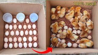 DIY How To Make Egg Incubator With CARDBOARD BOX Easy  Homemade Incubator For Chicken Eggs