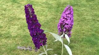 Секреты успеха по уходу за буддлеей Давида  Buddleja Davidii