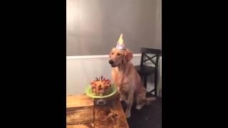 Sullivan the Dog Turns ONE