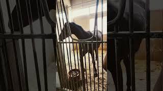 horse very stressed in stall #equine #horse #equinelife #horserace #equestrian