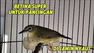 Suara pleci betina lenjeh sekali pancing pleci jantan langsung gacor