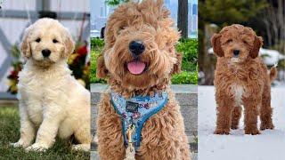 Goldendoodle  Funny and Cute dog video compilation in 2022