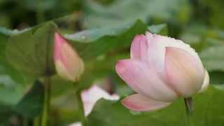 Лотос -  священный цветок  чистоты... Secret Garden - lotus...