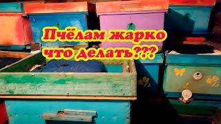 ПЧЁЛАМ ЖАРКО В ЗИМОВНИКАХ ПРОСТО БЕДА ПОДНЯЛАСЬ ТЕМПЕРАТУРА КЛУБЫ ПЧЁЛ РАСПОДАЮТСЯ ВОЗБУЖДАЮТСЯ.