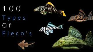 100 Types Of Pleco Fish