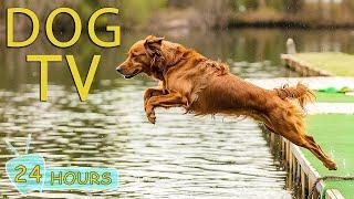 DOG TV The Best Video Entertainment to Boredom & Anxiety for Dogs When Home Alone - Music for Dog