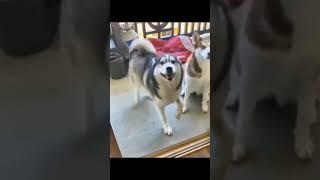 happy dogs Dancing dogs #cute #dance #dogs #dancing #pet #pets funny dogs video #funnyvideo