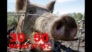 ’30-50 feral hogs’ become hot topic in gun control debate. Why?