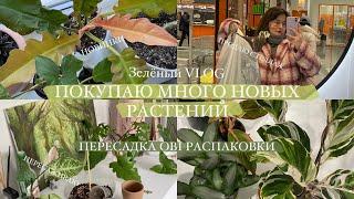 Купила много растений  распаковка обзор и пересадка  Зелёный VLOG