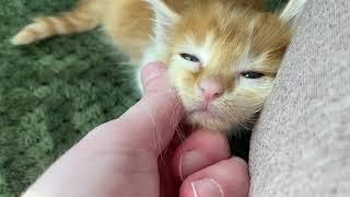 Fluffy Kitten’s First Purrs