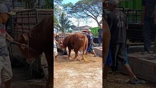 Menurunkan Sapi Limousin Jumbo diPasar Sapi #shorts #sapijumbo #cowvideos