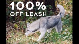 Step By Step How To Train Your Husky To Be Fully Off Leash  Little Husky Voodoo