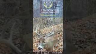 BUCKS GRUNTING Trail Cam Video TENPOINT CROSSBOW #crossbow #hunting